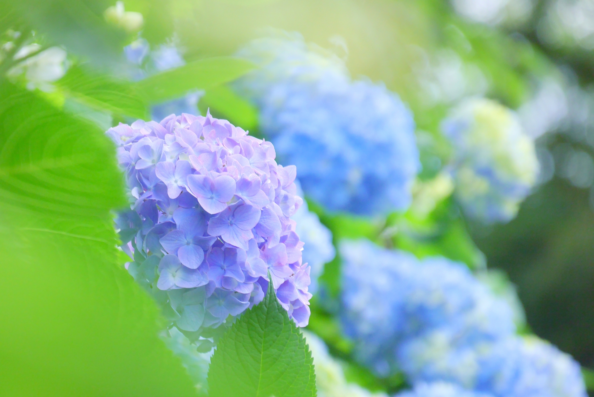 梅雨 の 画像 273065 - Gazokorekushoncgty